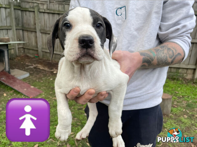 Bull Arab Puppies