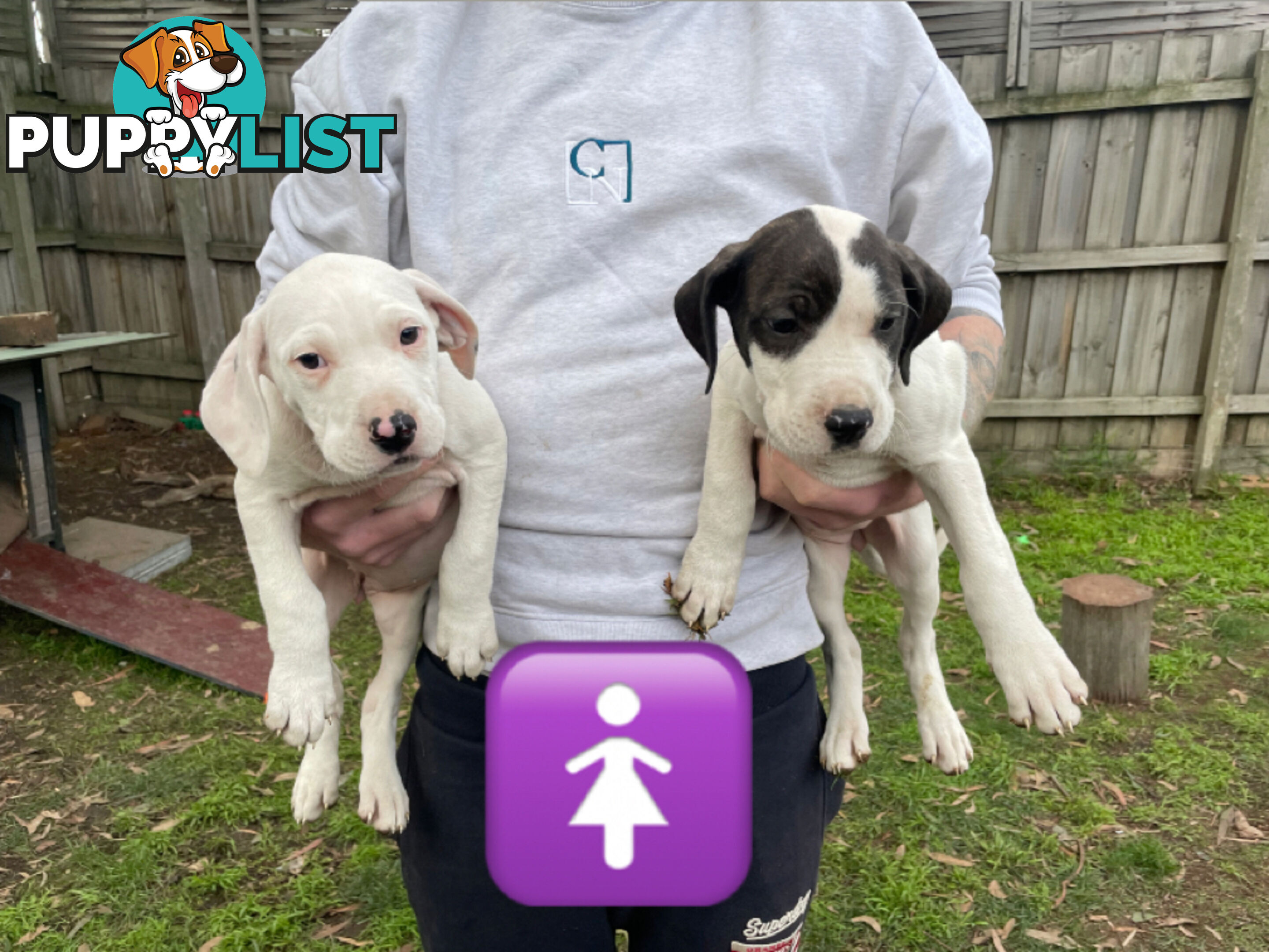 Bull Arab Puppies