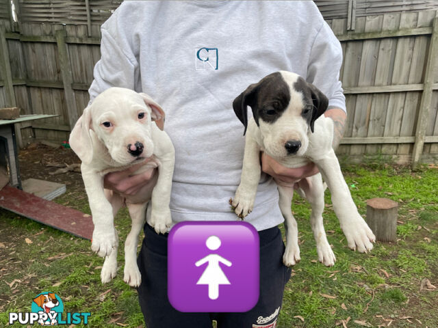 Bull Arab Puppies