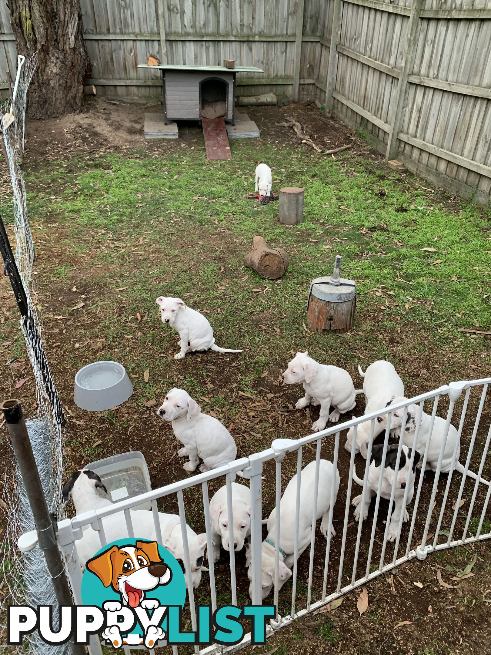Bull Arab Puppies
