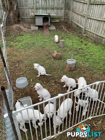 Bull Arab Puppies