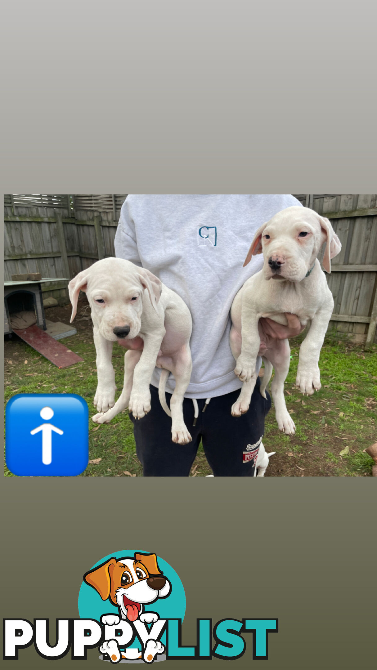 Bull Arab Puppies