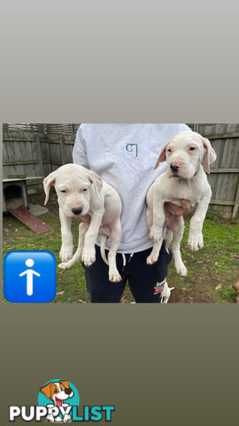Bull Arab Puppies