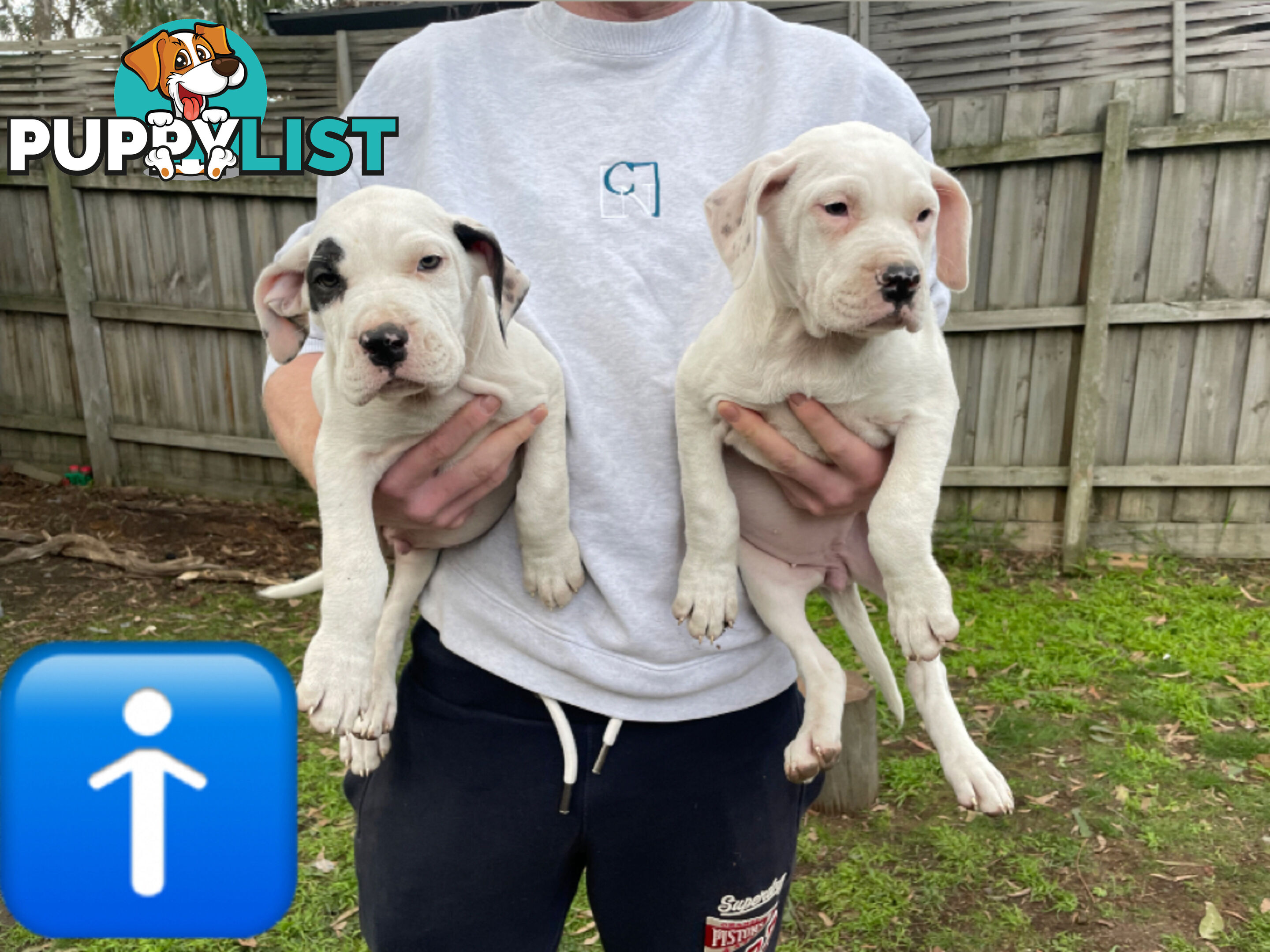 Bull Arab Puppies