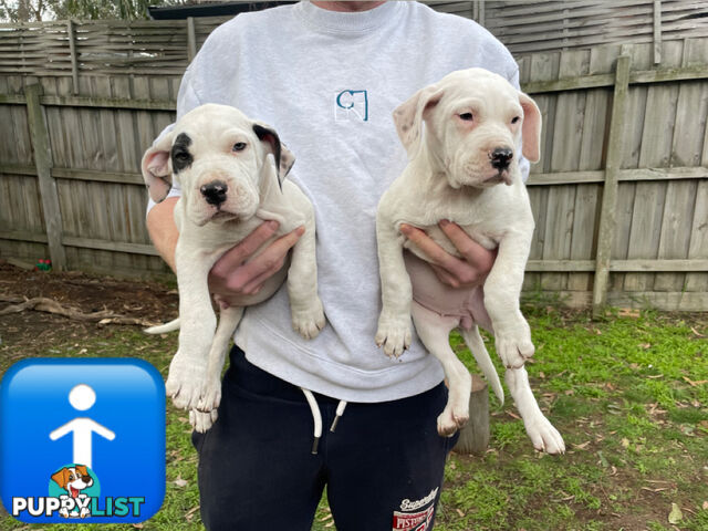 Bull Arab Puppies