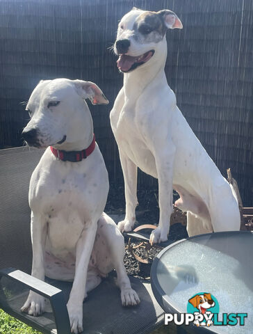 Bull Arab Puppies