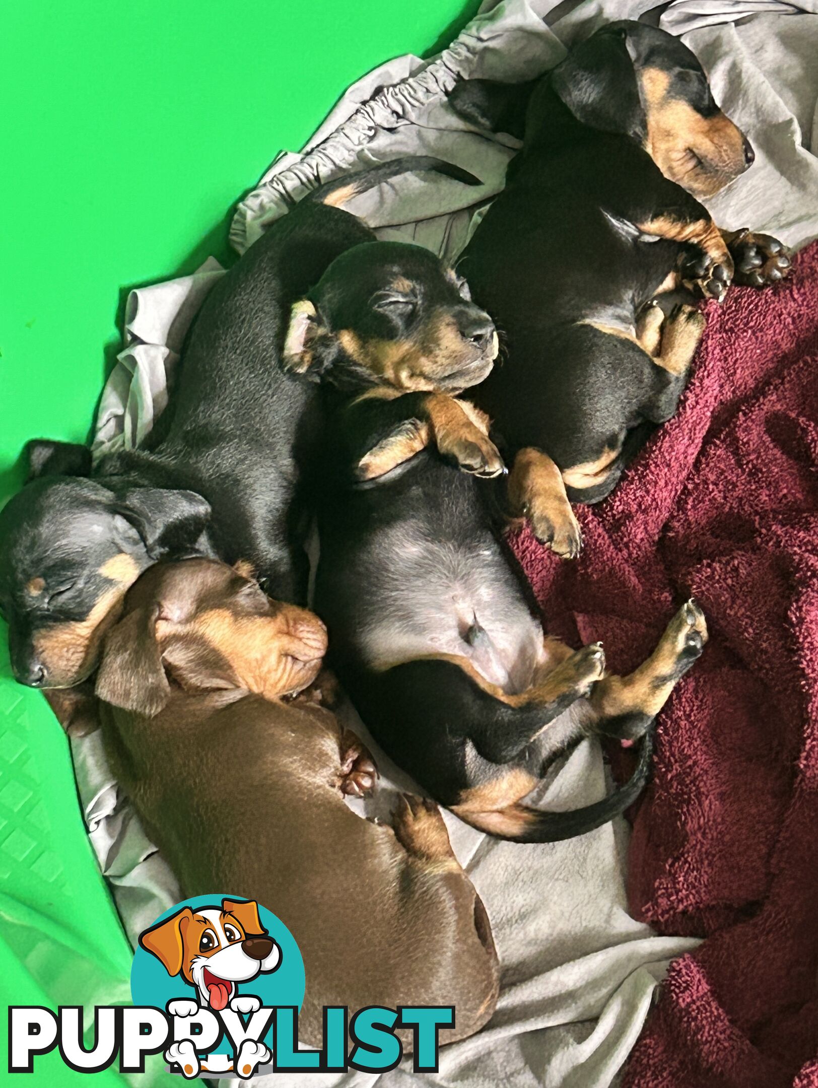 Gorgeous mini dachshund puppies for sale