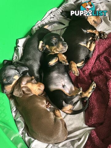 Gorgeous mini dachshund puppies for sale