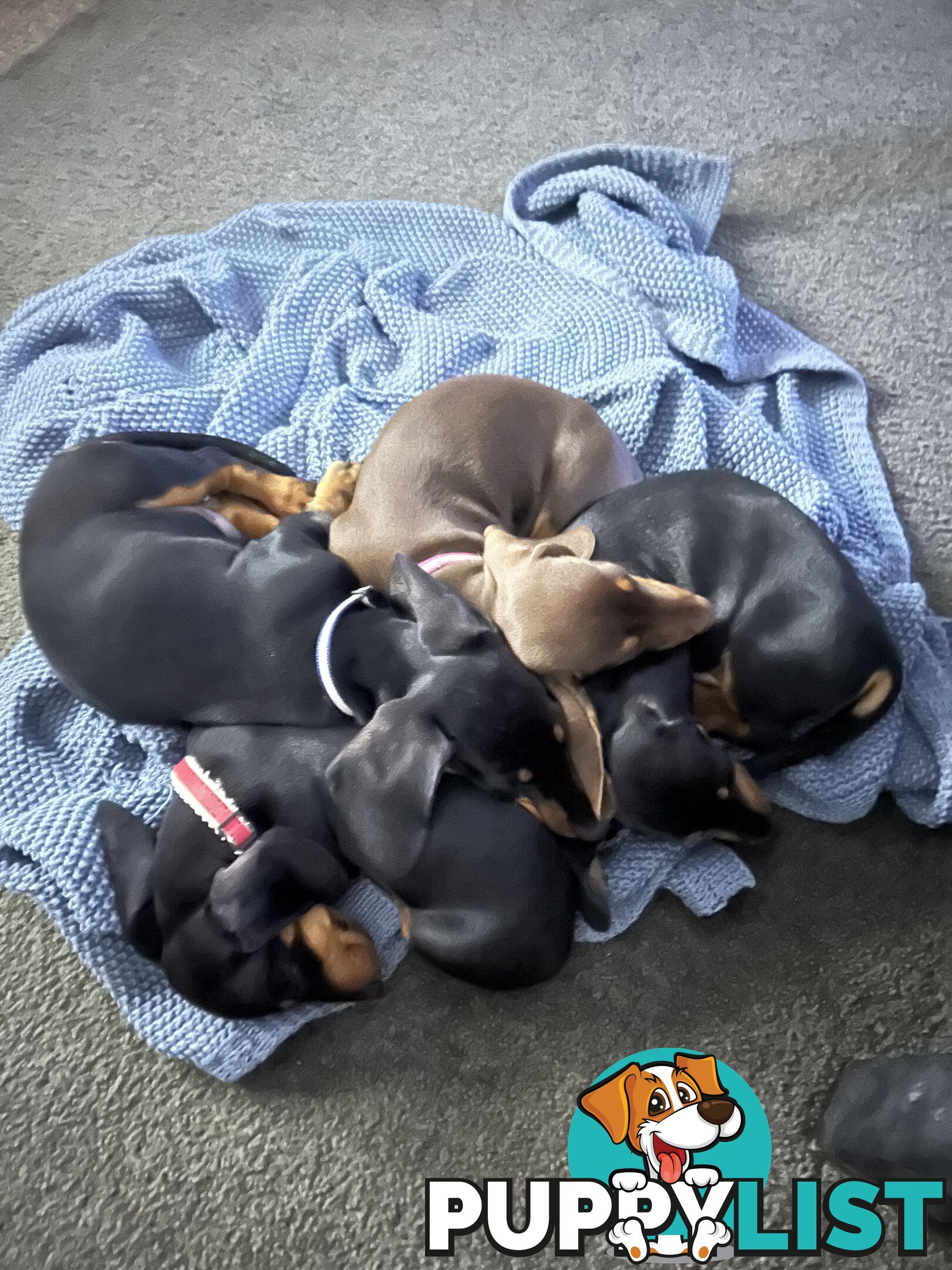 Gorgeous mini dachshund puppies for sale