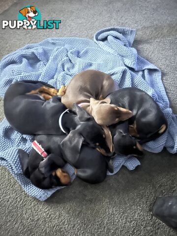 Gorgeous mini dachshund puppies for sale