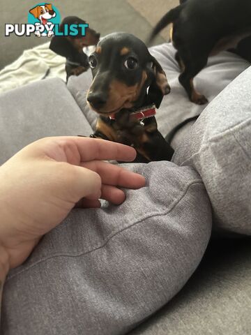 Gorgeous mini dachshund puppies for sale