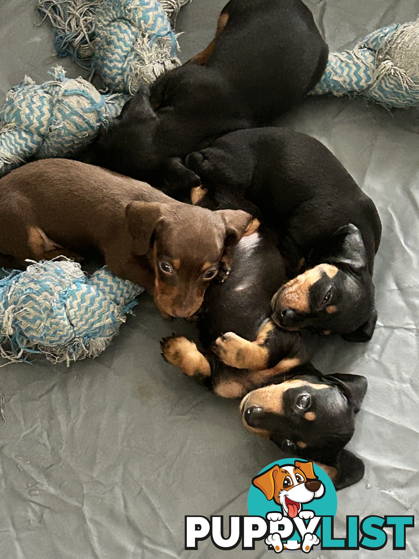 Gorgeous mini dachshund puppies for sale