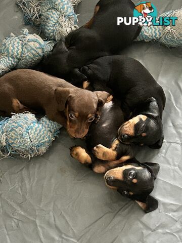 Gorgeous mini dachshund puppies for sale