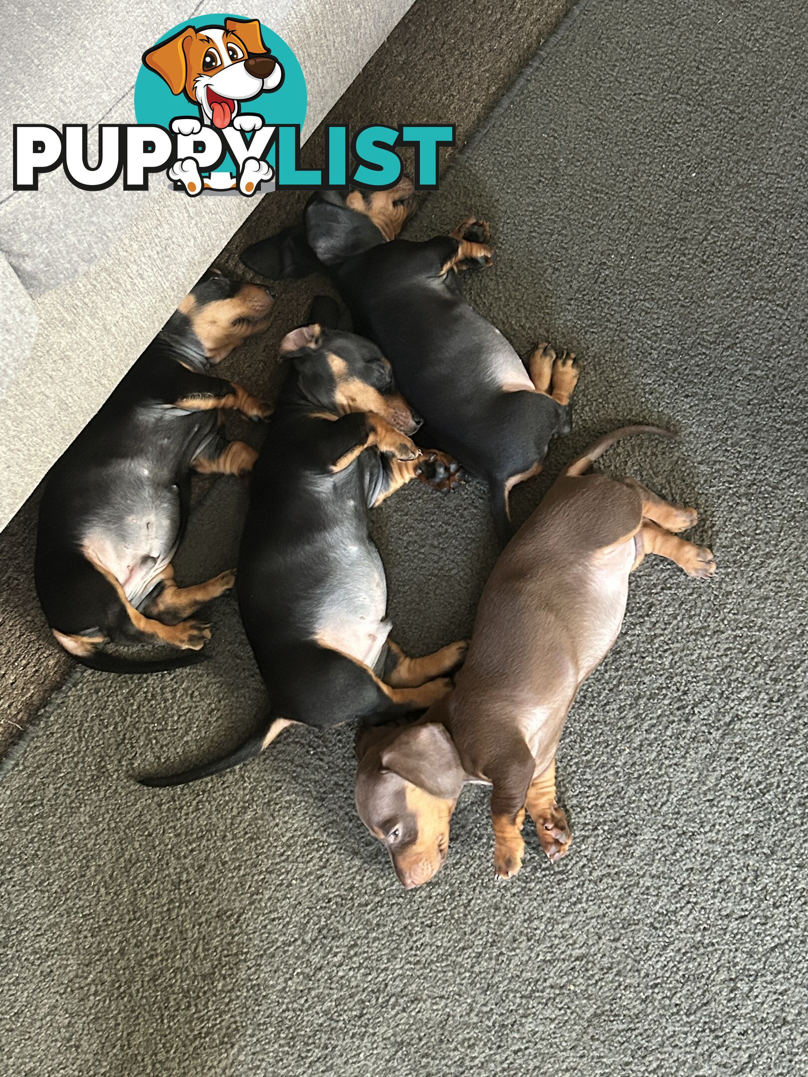 Gorgeous mini dachshund puppies for sale