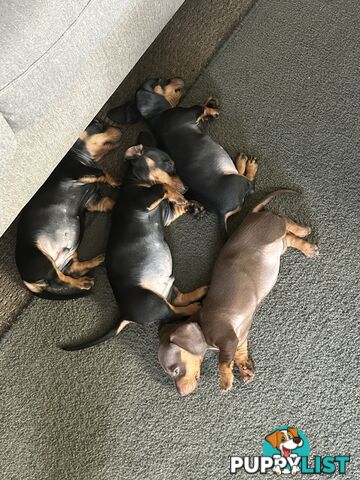 Gorgeous mini dachshund puppies for sale