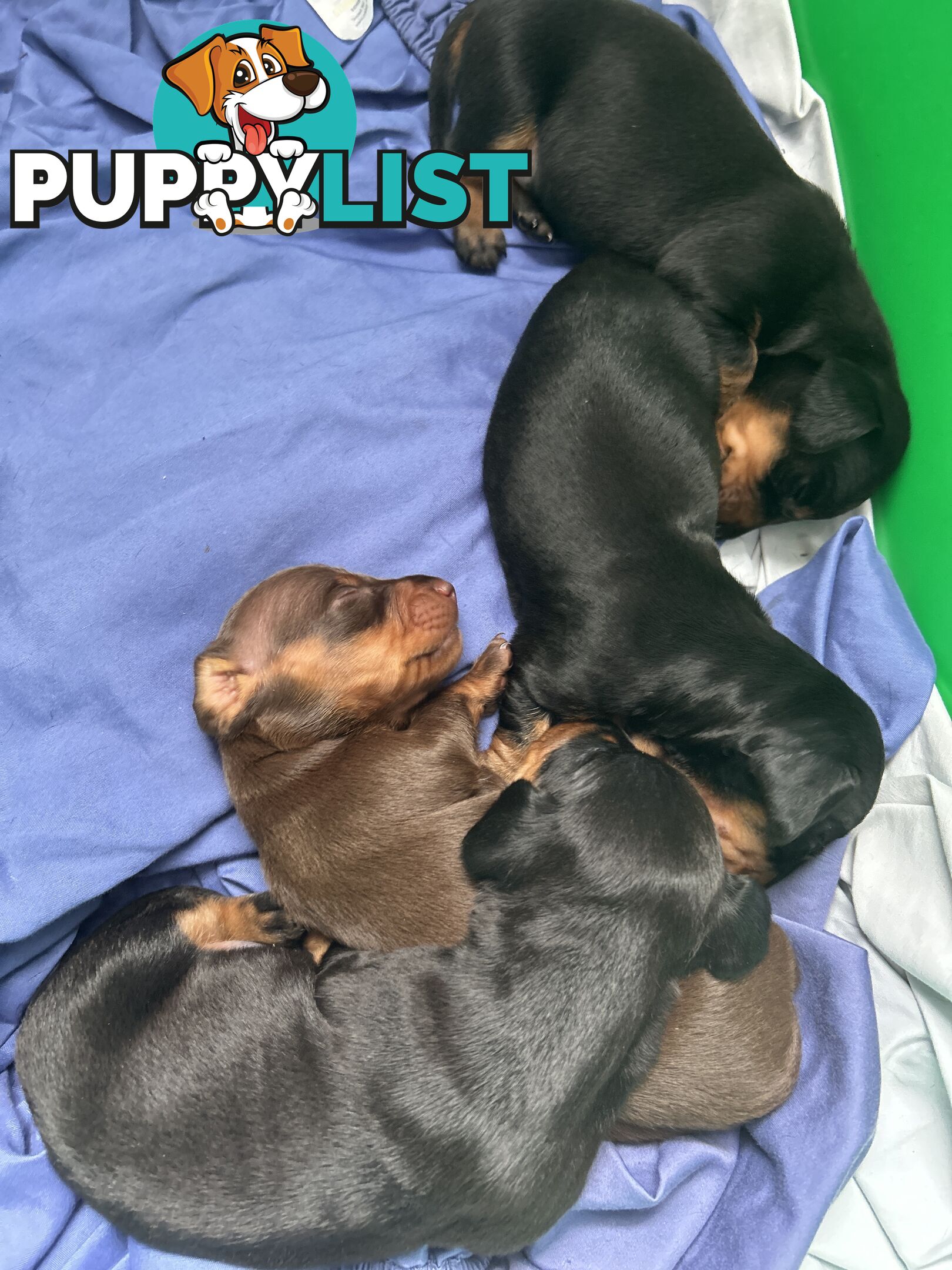 Gorgeous mini dachshund puppies for sale