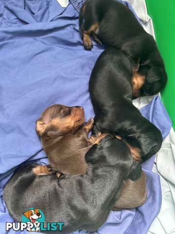 Gorgeous mini dachshund puppies for sale