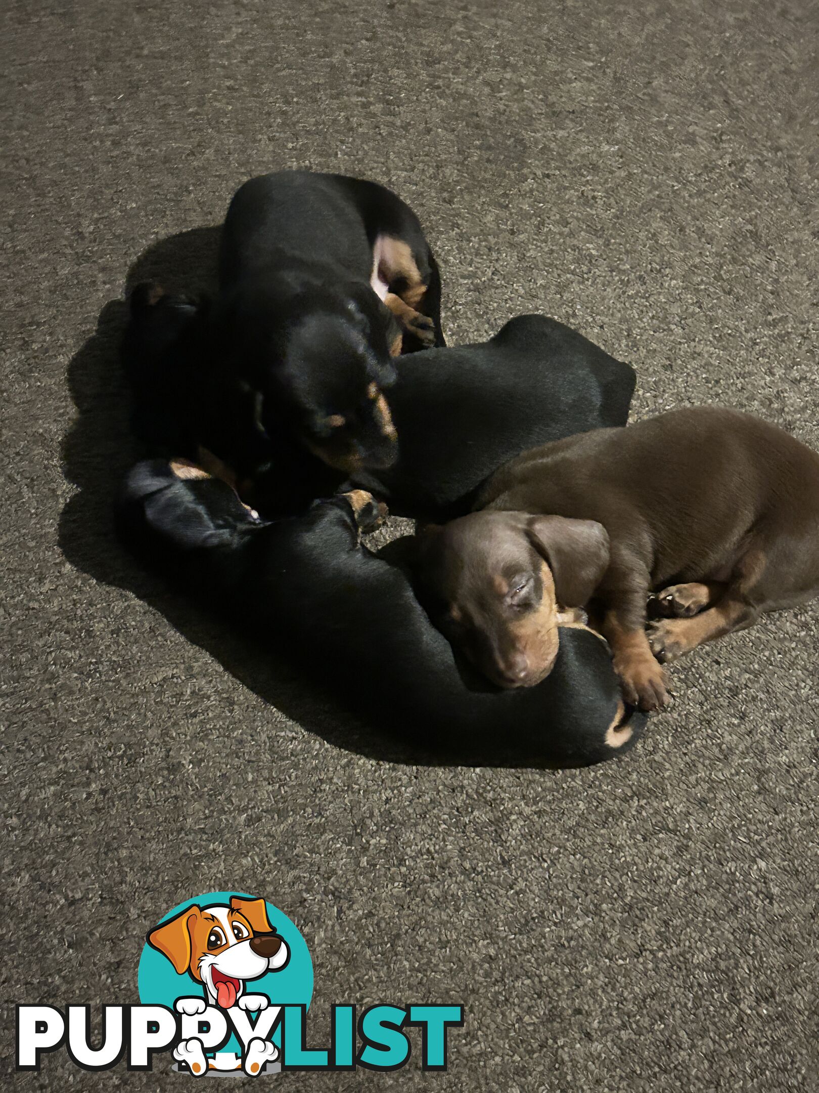 Gorgeous mini dachshund puppies for sale