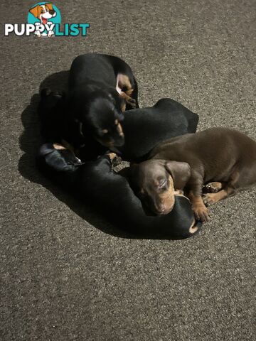 Gorgeous mini dachshund puppies for sale