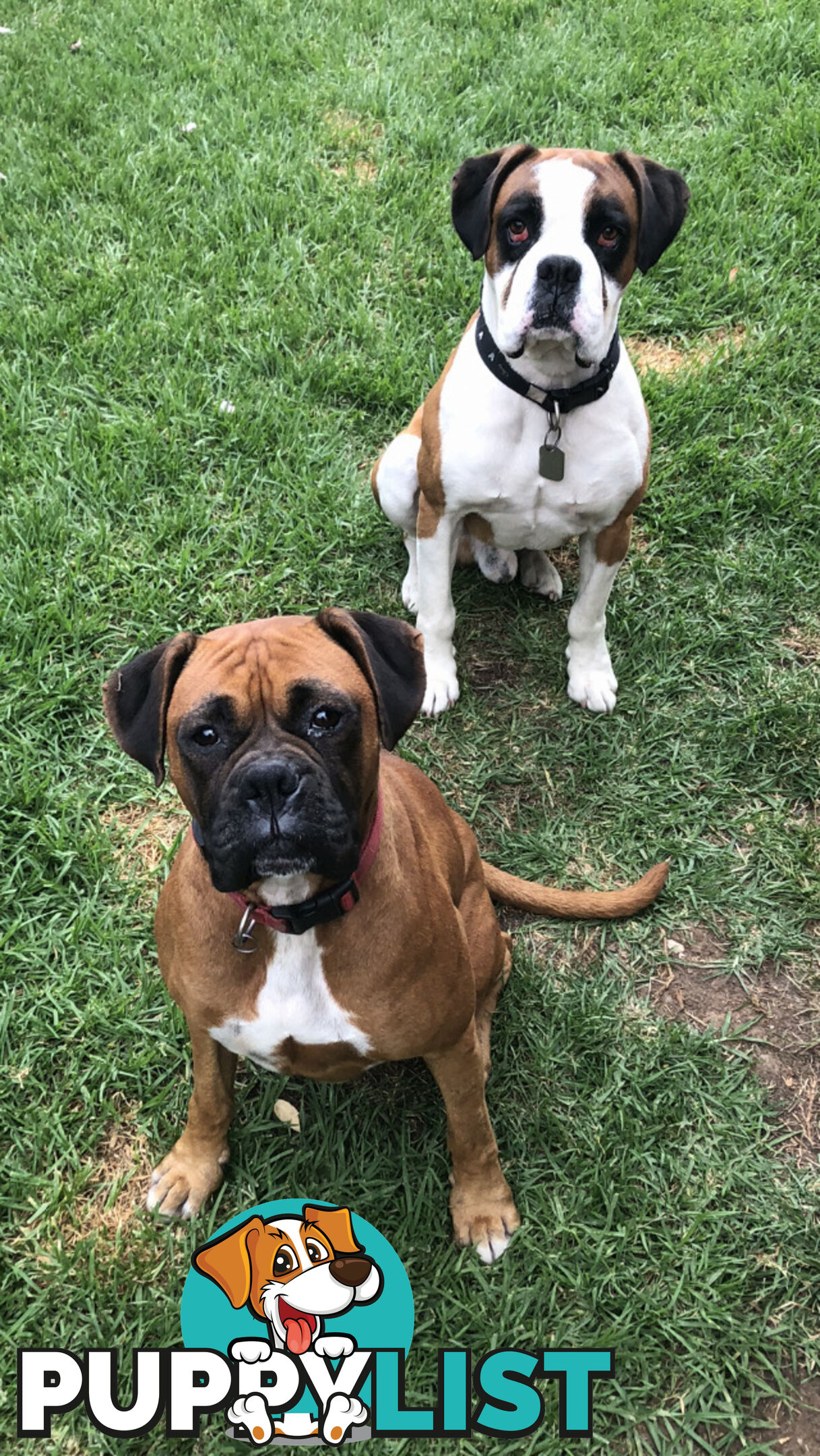 Boxer dog puppies