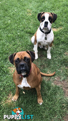 Boxer dog puppies