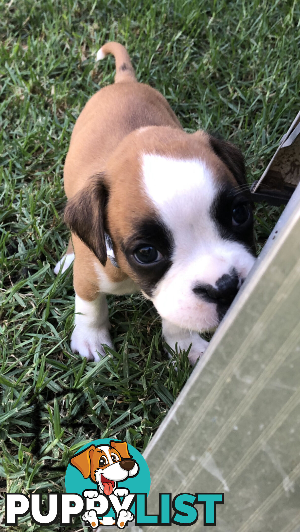 Boxer dog puppies