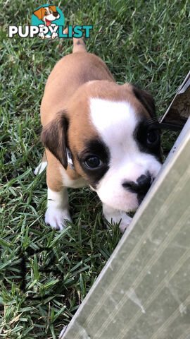 Boxer dog puppies