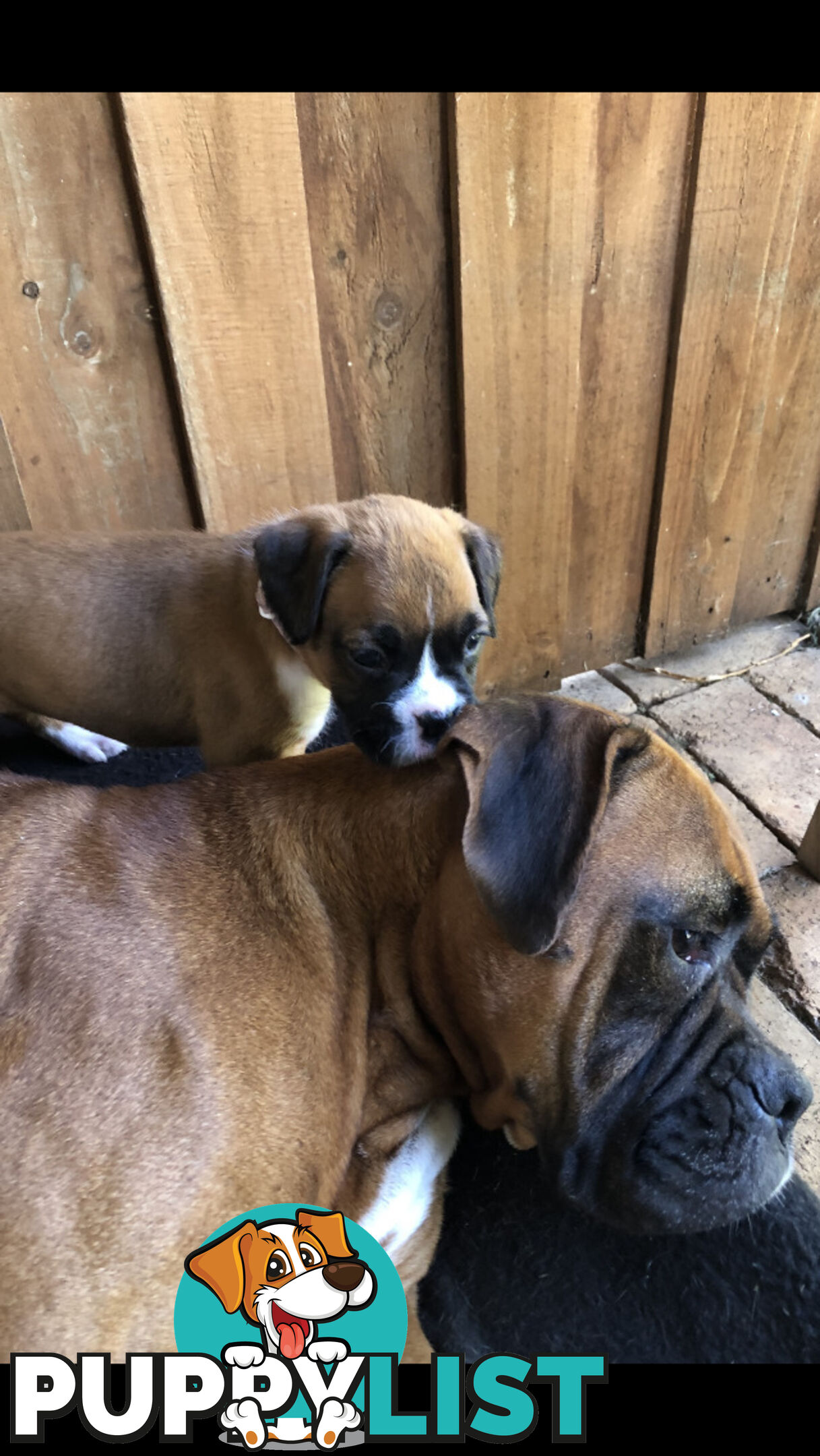 Boxer dog puppies