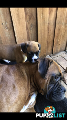 Boxer dog puppies