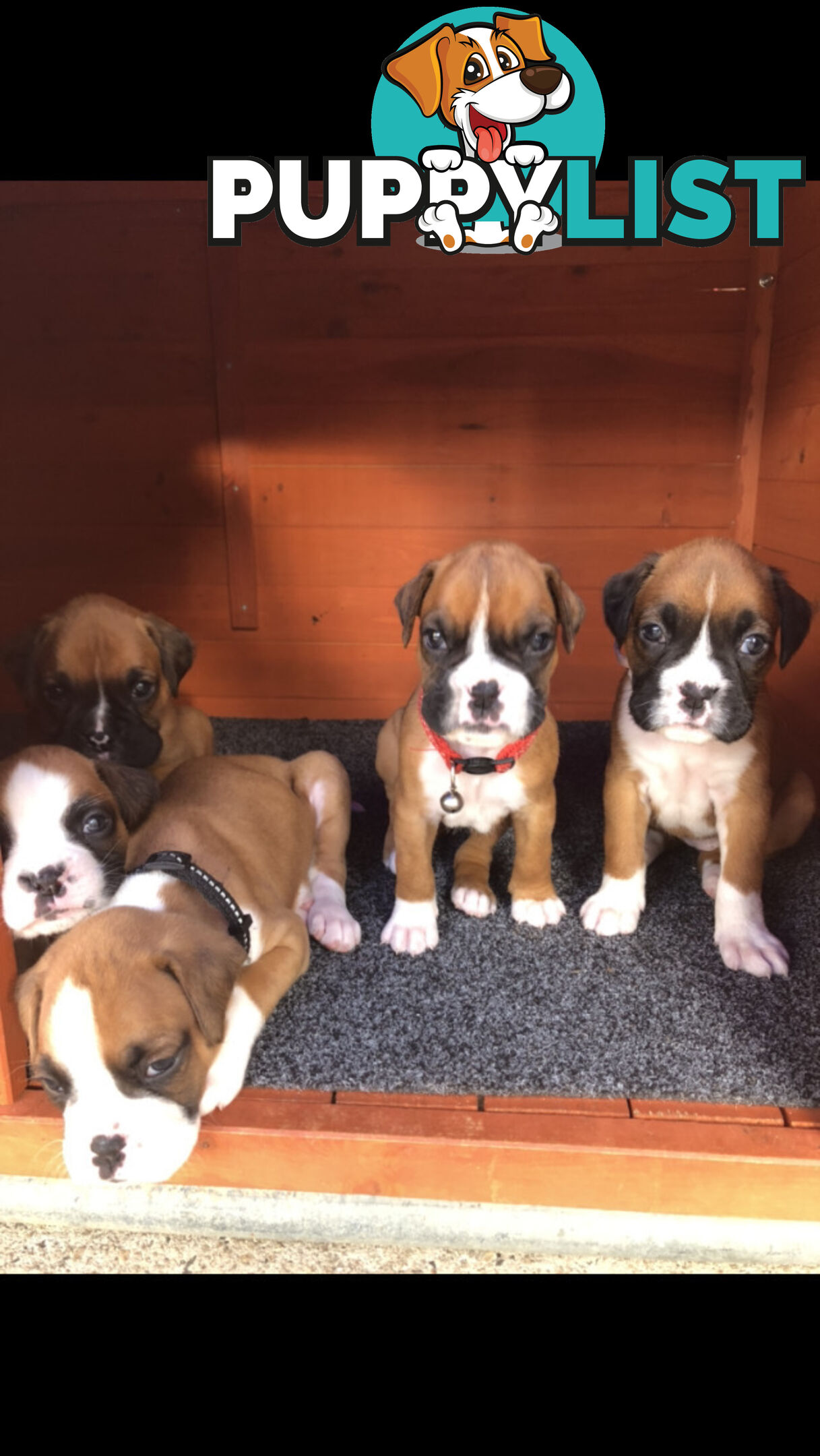 Boxer dog puppies