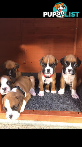 Boxer dog puppies