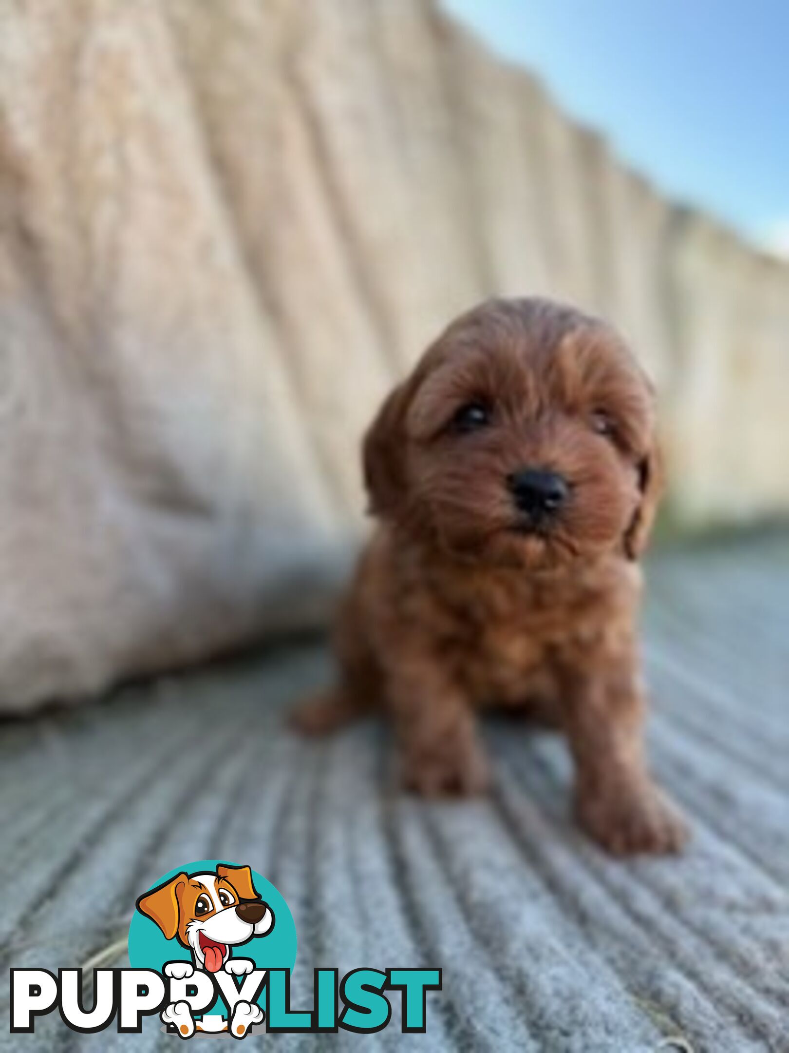 Cute toy cavoodle available now