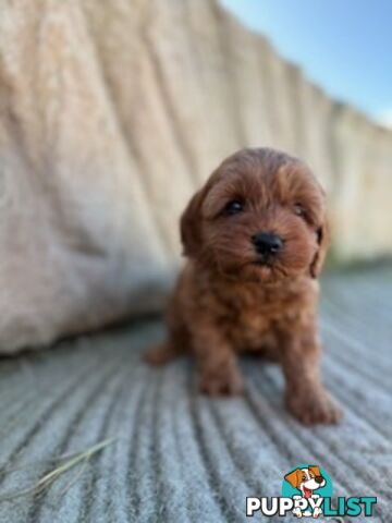 Cute toy cavoodle available now