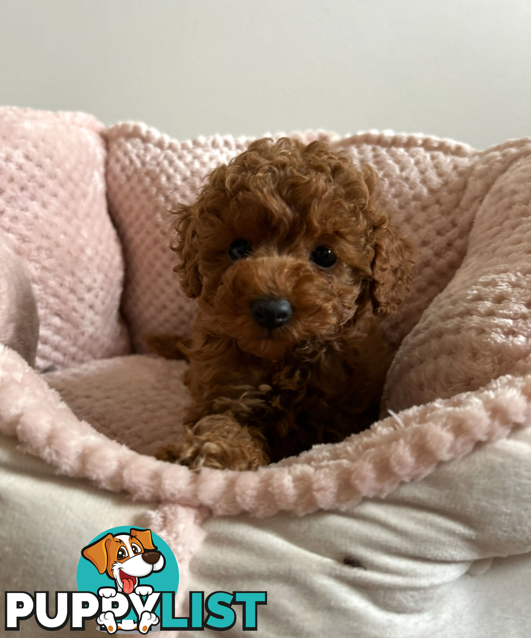Cute toy cavoodle available now