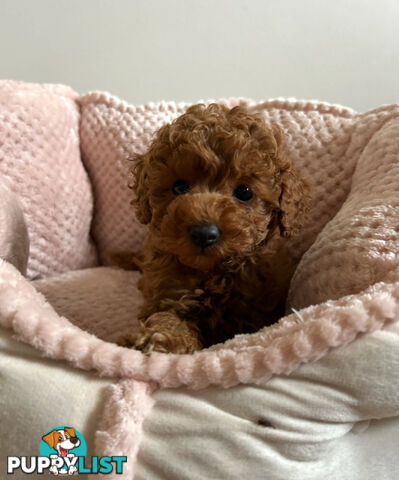 Cute toy cavoodle available now