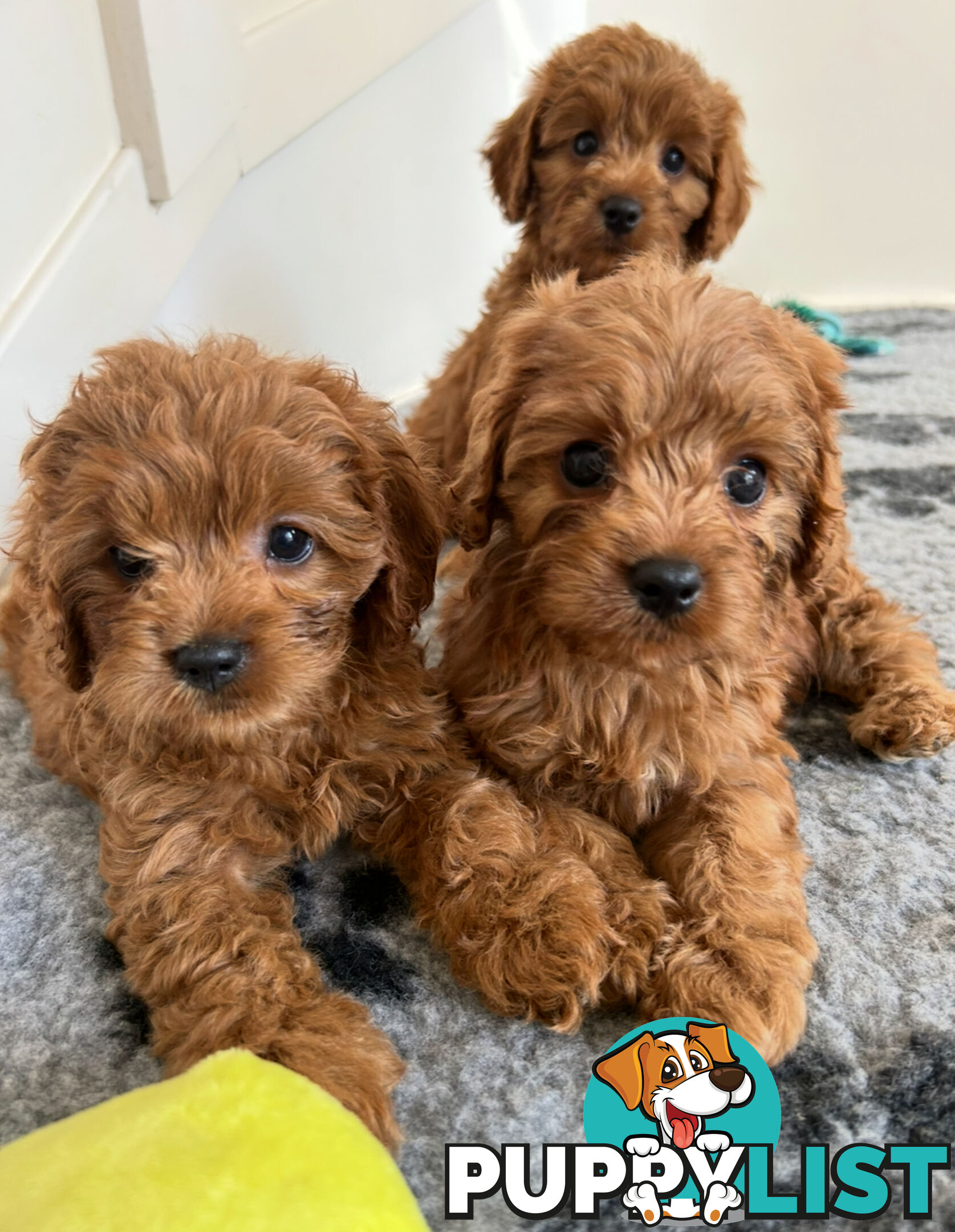 Cute toy cavoodle available now