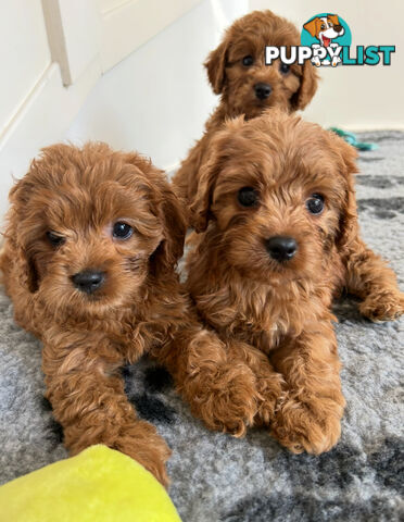 Cute toy cavoodle available now