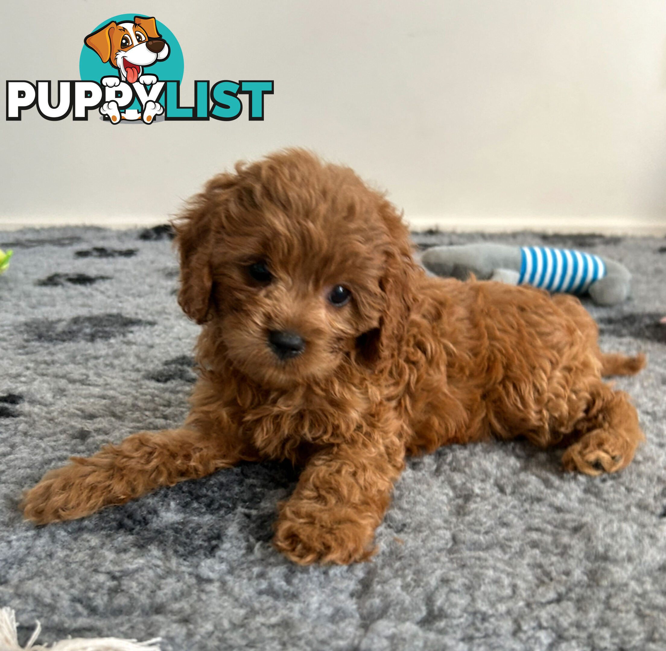 Cute toy cavoodle available now