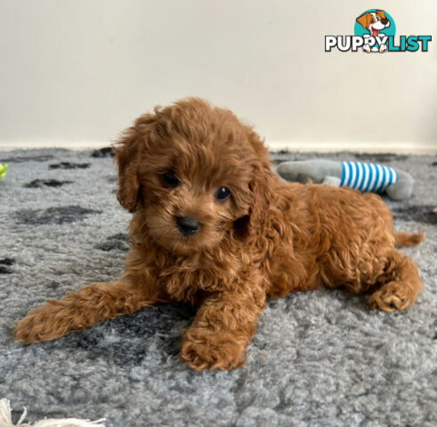 Cute toy cavoodle available now