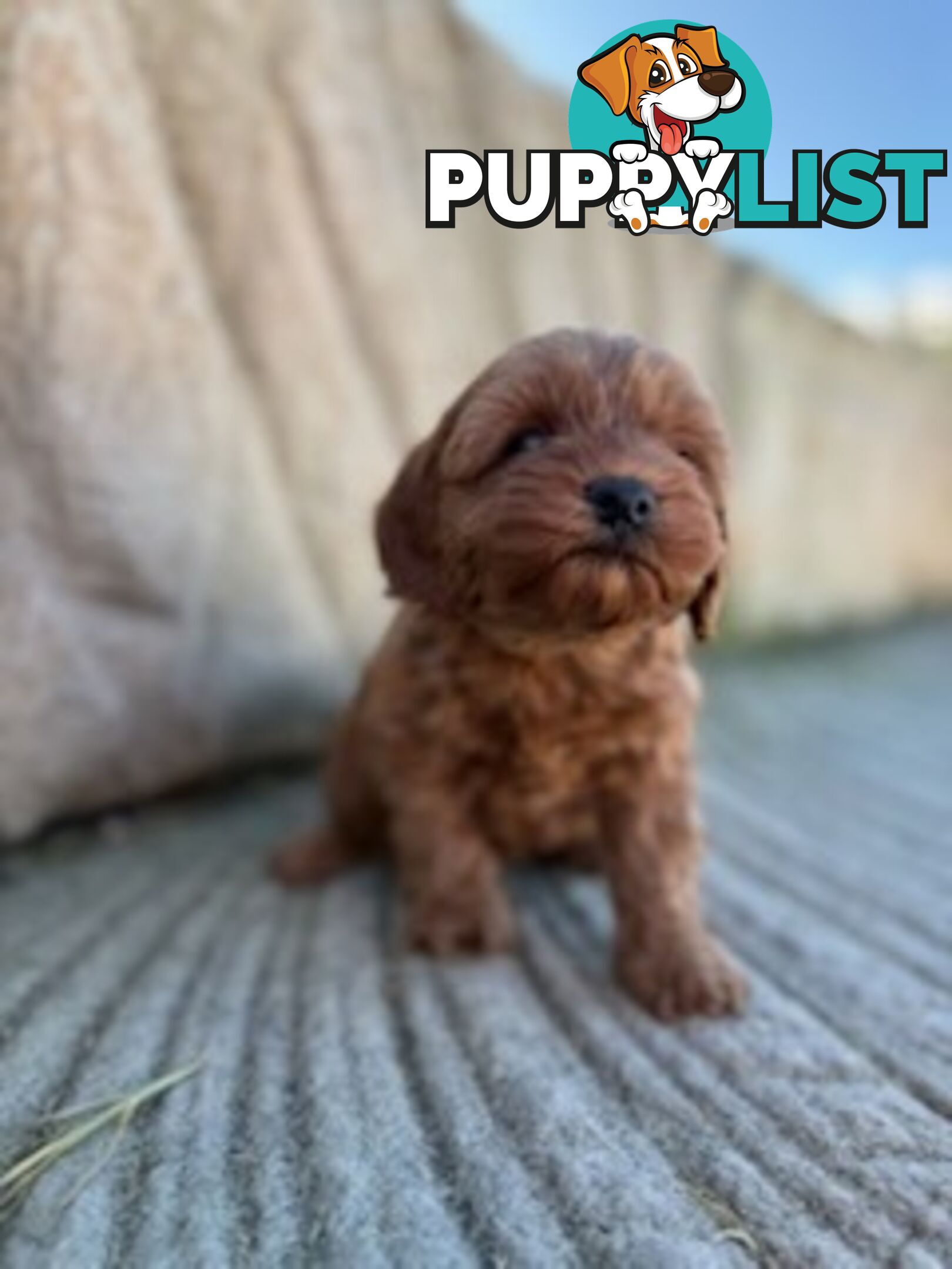 Cute toy cavoodle available now