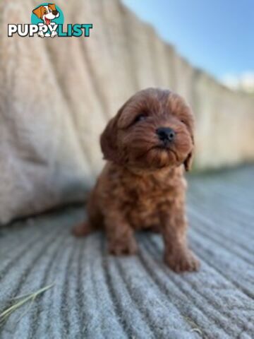 Cute toy cavoodle available now
