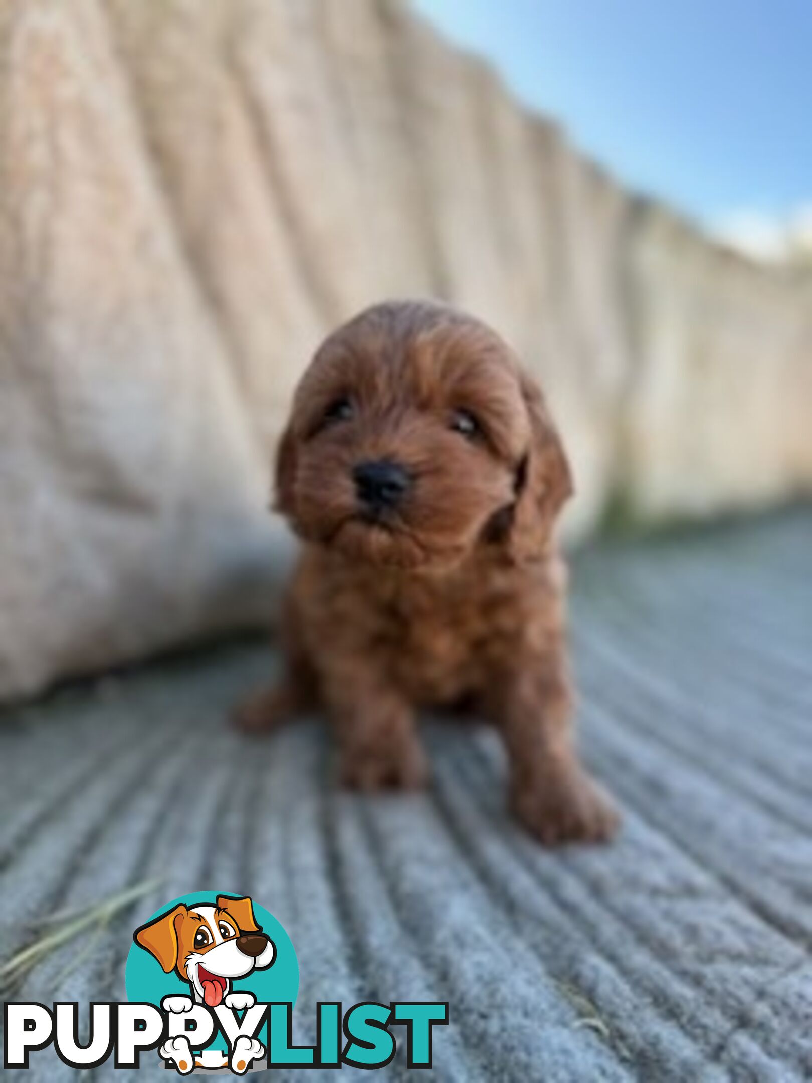 Cute toy cavoodle available now
