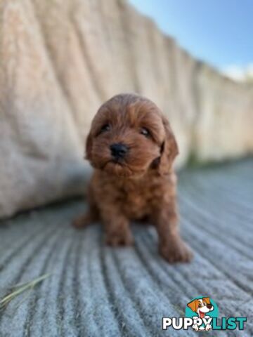 Cute toy cavoodle available now
