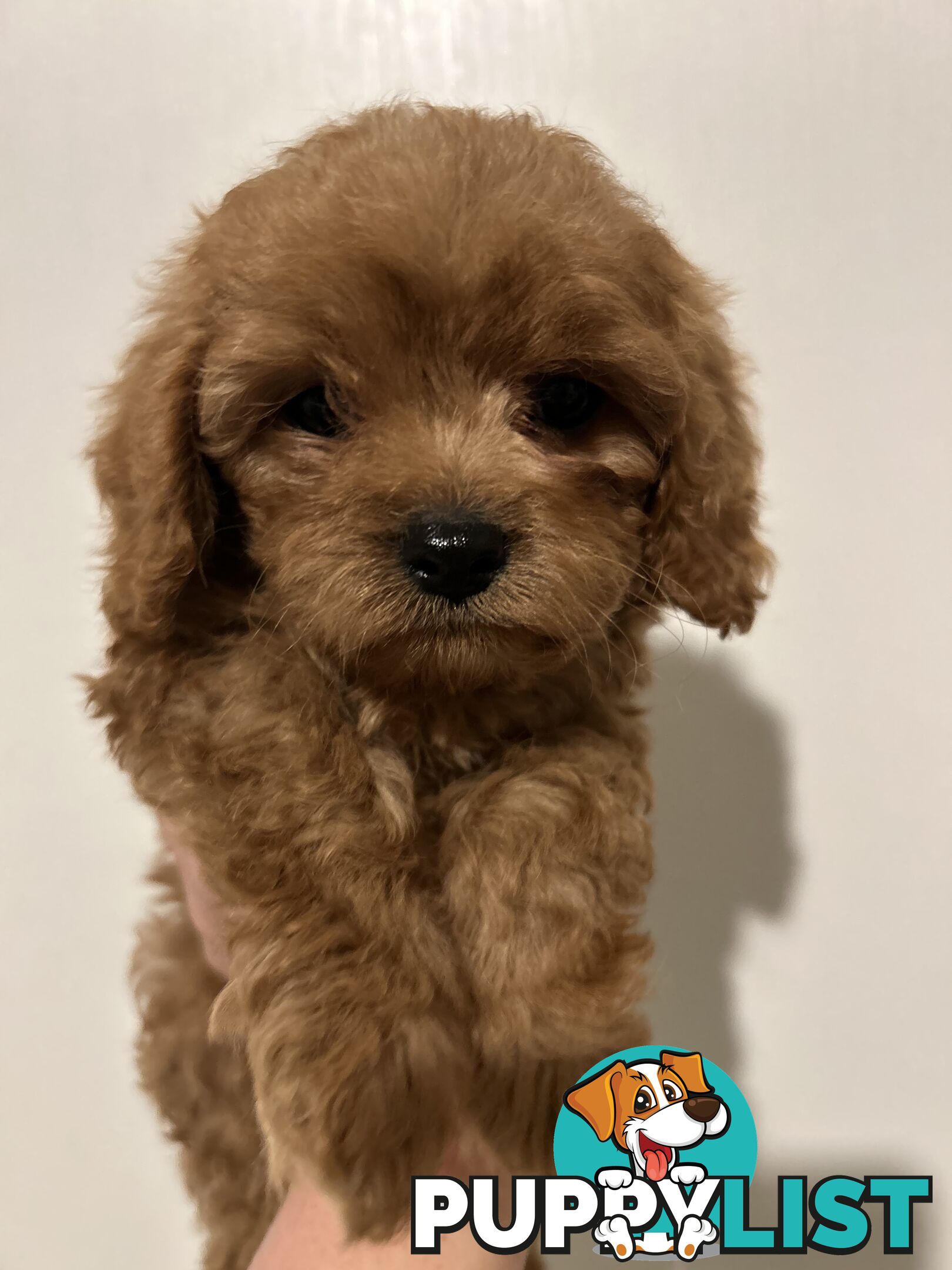 Cute toy cavoodle available now