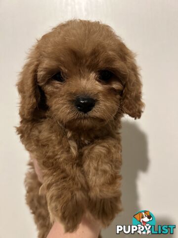 Cute toy cavoodle available now