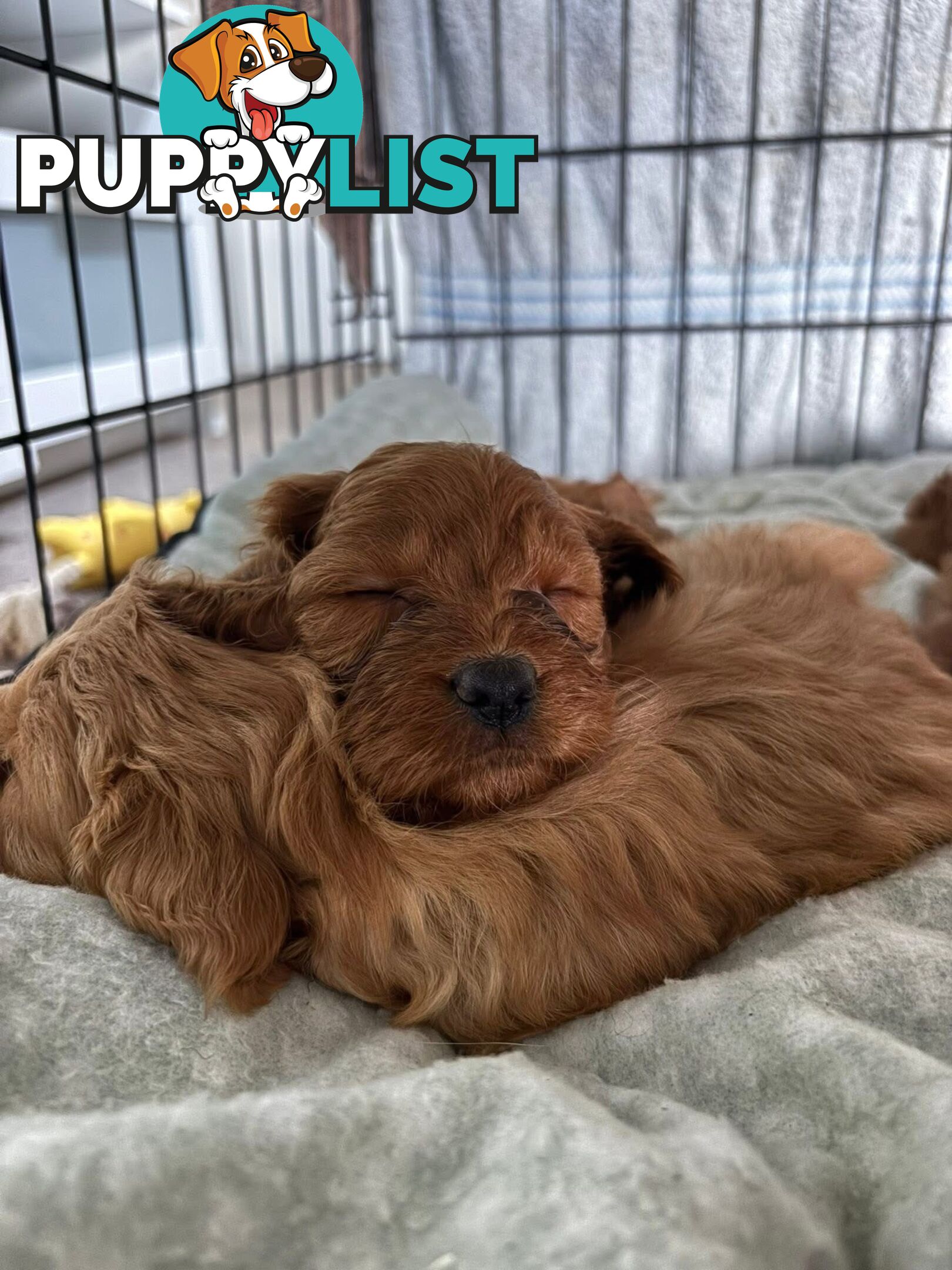 Cavoodle puppies 2 girls 3 boys