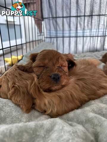 Cavoodle puppies 2 girls 3 boys