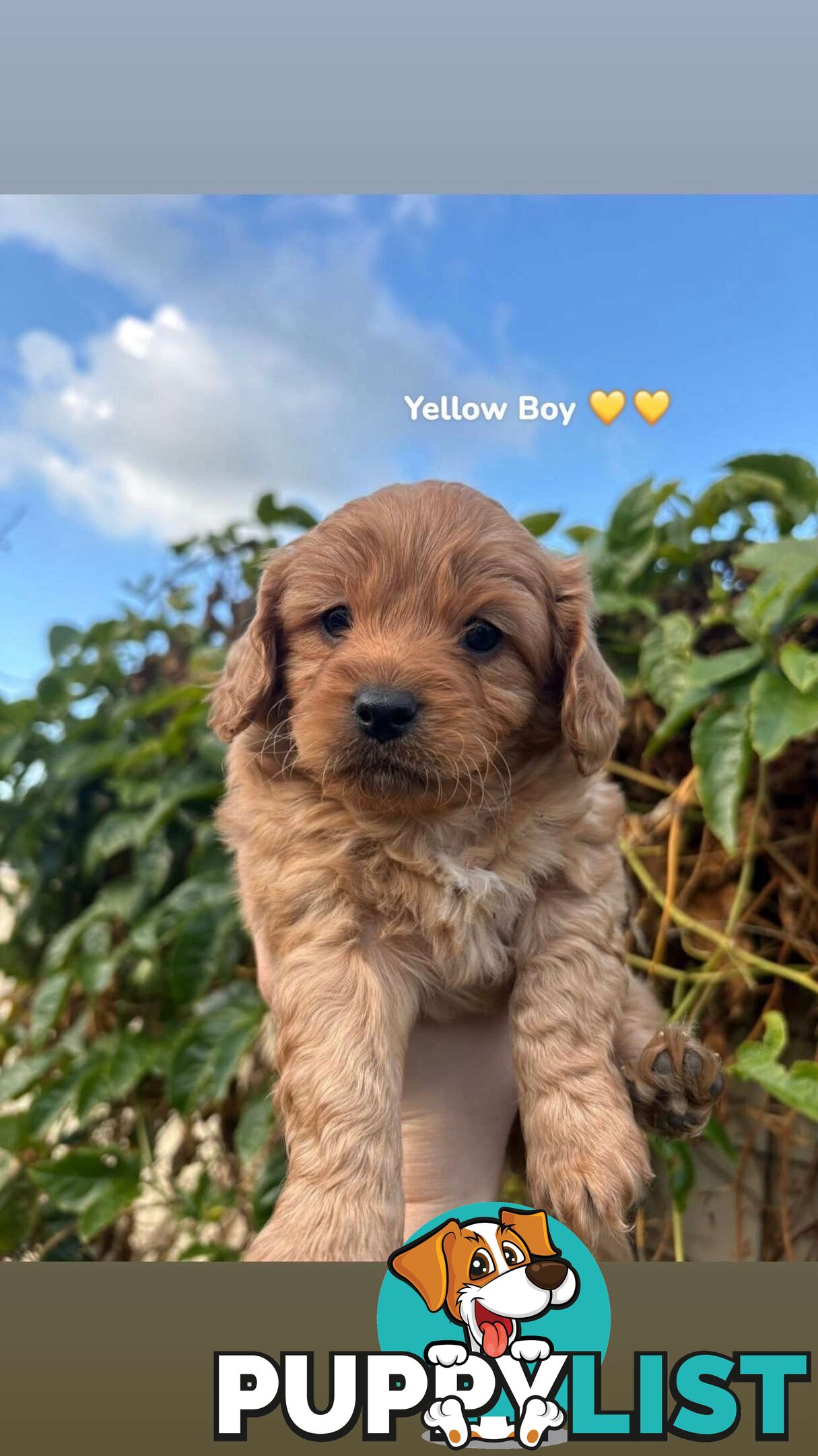 Cavoodle puppies 2 girls 3 boys