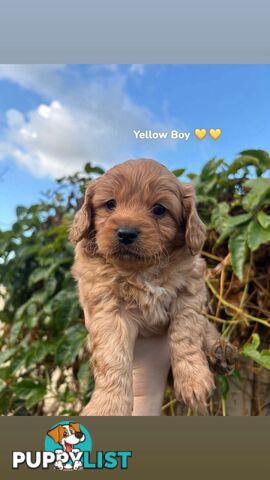 Cavoodle puppies 2 girls 3 boys