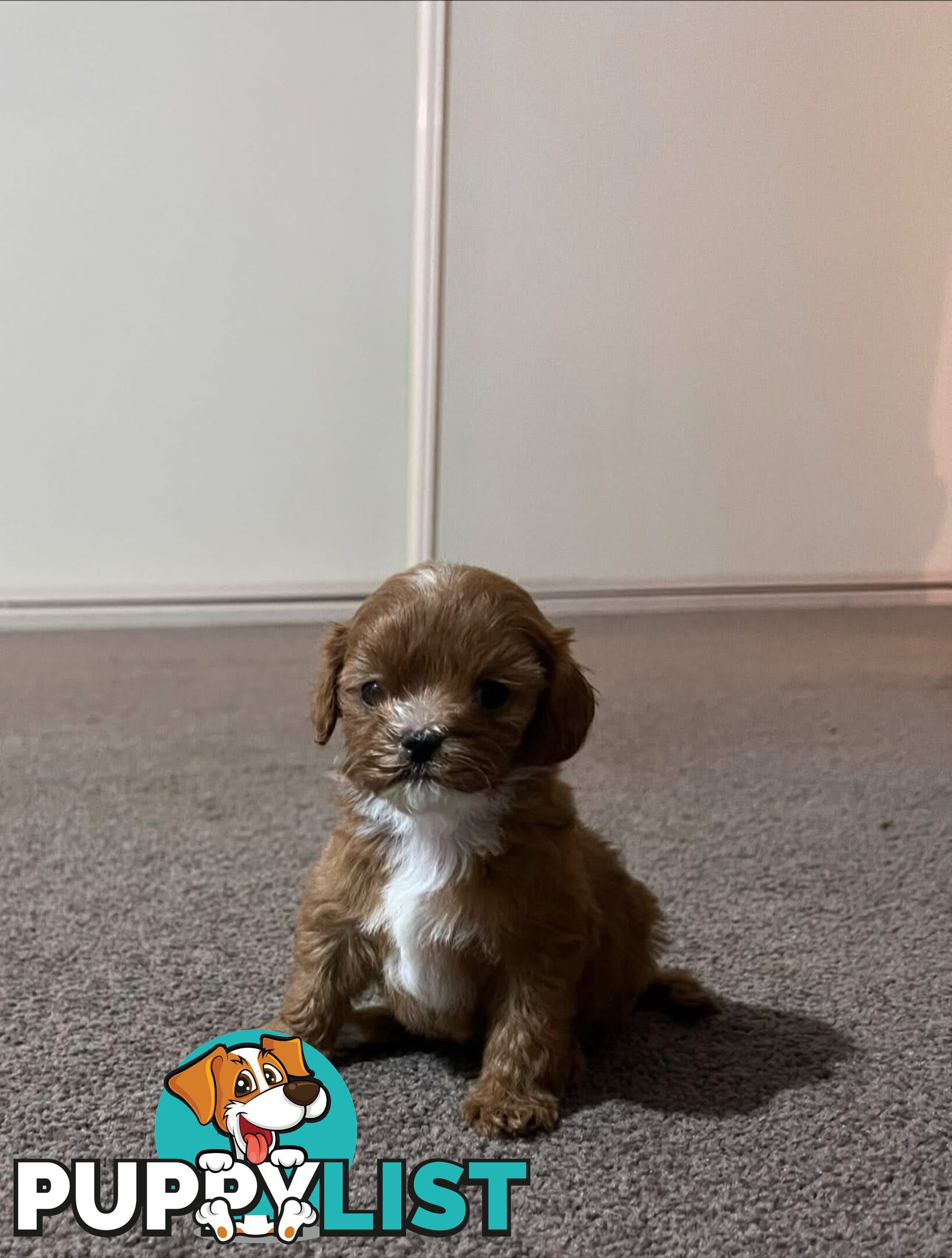 Cavoodle puppies 2 girls 3 boys